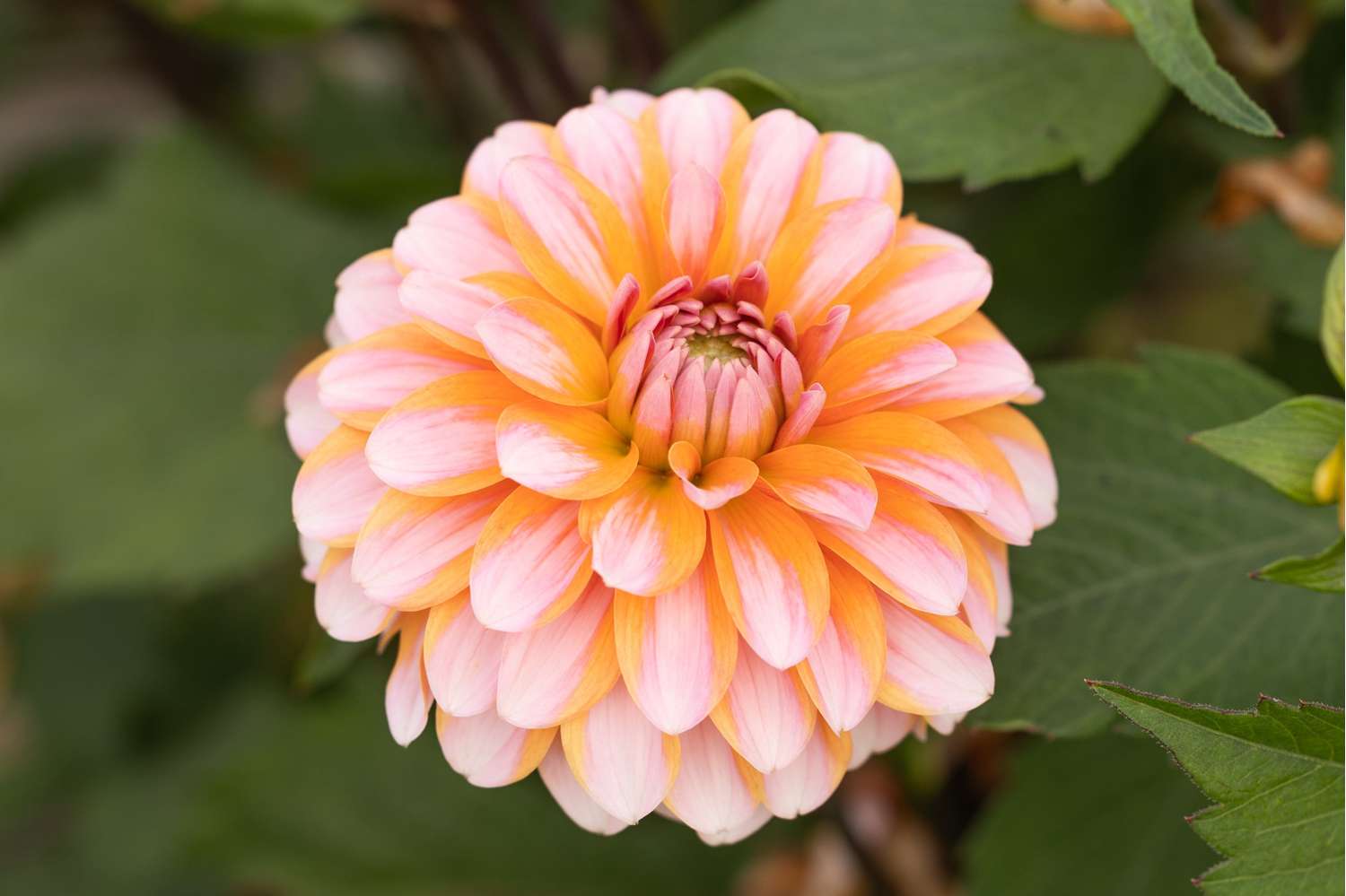 Dahlie 'Peaches & Vanilla'